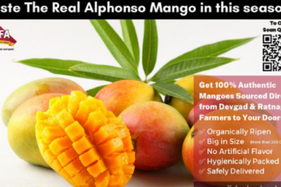 How to Identify The True Devgad Alphonso Mango