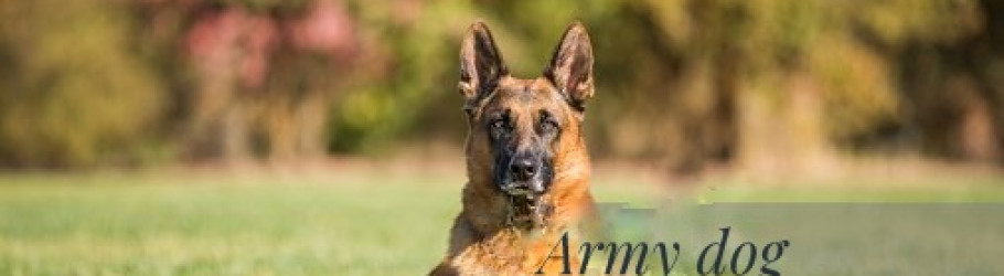 armydogcenter12