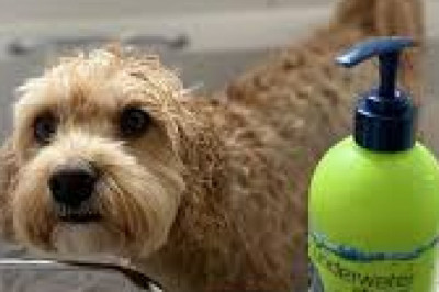 Best Smelling Dog Shampoo and Conditioner Online