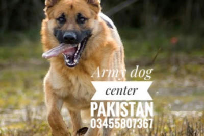 Unleashing Heroes The Army Dog Center