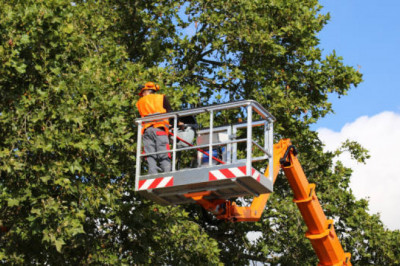 Trimmed Elegance: Discover the Beauty of Tree Pruning Services