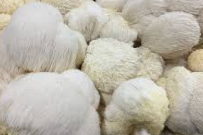 Does Lion's Mane Extract Aid in Nerve Regeneration?