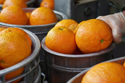 Orange Processing Plant Project Report 2024 | Report by IMARC Group