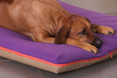 Discover the Best for Your Furry Friend with Sir Archers